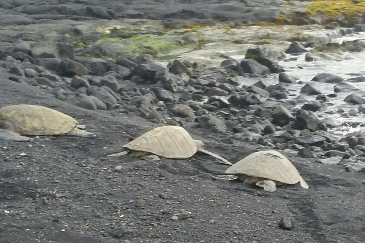 My Ohana - 30 Days Kailua-Kona Luaran gambar